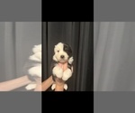 Small #1 Australian Shepherd