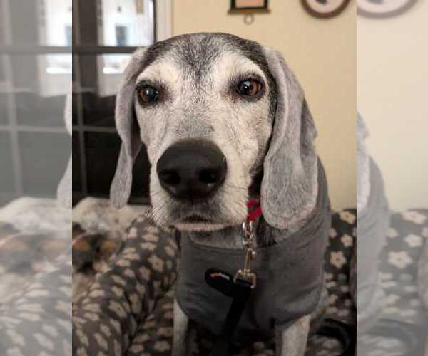 Medium Photo #3 Beagle-Unknown Mix Puppy For Sale in Dunnellon, FL, USA