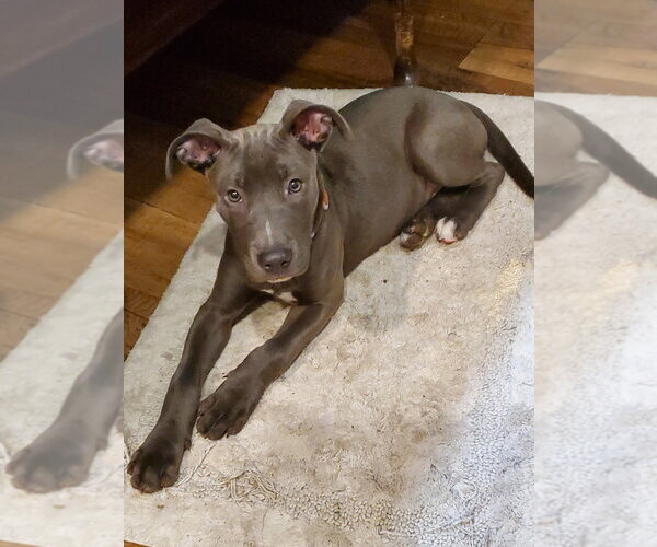 Medium Photo #7 Mutt Puppy For Sale in Elmsford, NY, USA