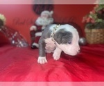 Small Photo #8 American Pit Bull Terrier Puppy For Sale in TRENTON, NJ, USA
