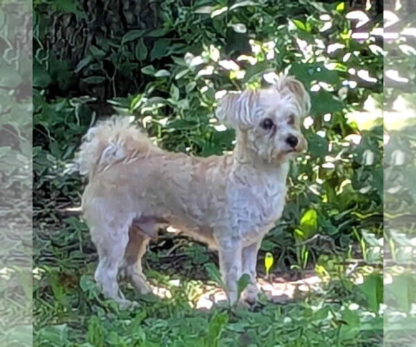 Medium Photo #2 Maltese-Unknown Mix Puppy For Sale in Westmont, IL, USA