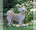 Small #1 Maltese Mix
