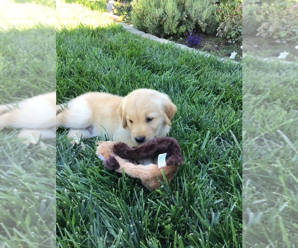 Medium Photo #2 Golden Retriever Puppy For Sale in GLENN, CA, USA