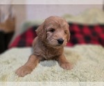 Small #4 Goldendoodle
