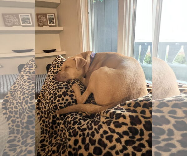 Medium Photo #4 Mutt Puppy For Sale in Spring Lake, NJ, USA