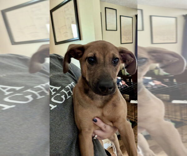 Medium Photo #2 Mutt Puppy For Sale in Mooresville, NC, USA
