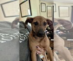 Small #1 Mutt
