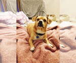 Small #1 Chihuahua