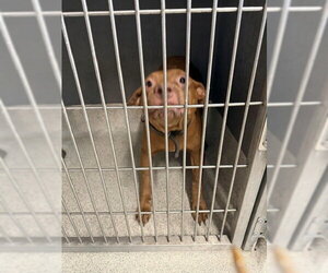 American Staffordshire Terrier Dogs for adoption in Tallahassee, FL, USA