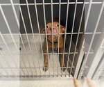 Small American Staffordshire Terrier