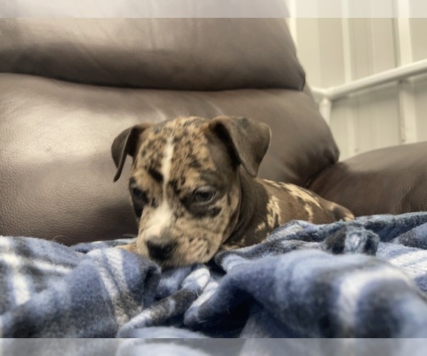 Medium Photo #84 American Bully Puppy For Sale in REESEVILLE, WI, USA