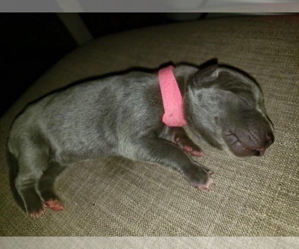 Medium Photo #3 Great Dane Puppy For Sale in INDEPENDENCE, MO, USA
