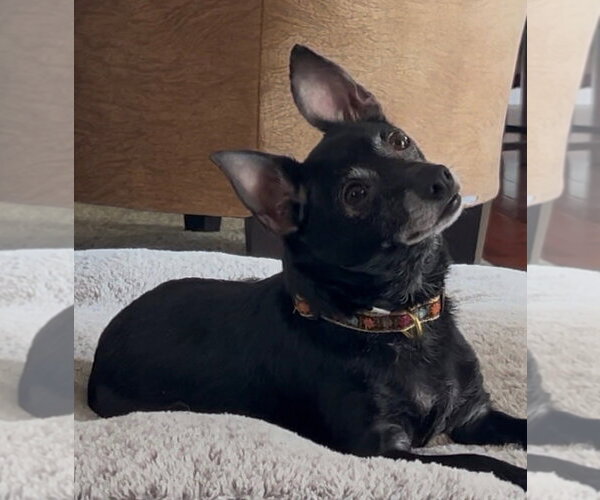 Medium Photo #1 Chihuahua Puppy For Sale in Mechanicsburg, PA, USA