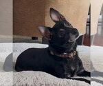 Small Chihuahua
