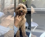 Small Photo #1 Bernedoodle (Miniature) Puppy For Sale in SAN JOSE, CA, USA