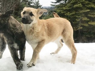German Shepherd Dog-Great Pyrenees Mix Puppy for sale in MEAD, WA, USA