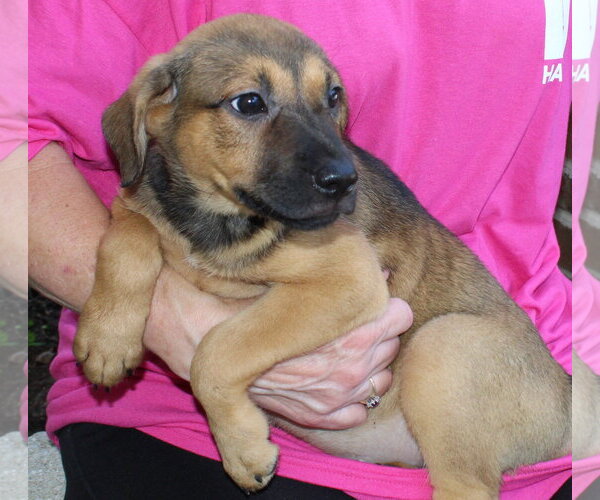 Medium Photo #2 Labrador Retriever-Unknown Mix Puppy For Sale in Prattville, AL, USA