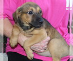 Small #1 Labrador Retriever Mix