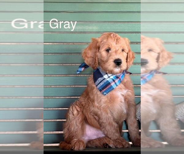 Medium Photo #10 Double Doodle Puppy For Sale in HESPERIA, CA, USA