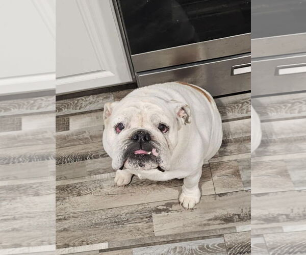 Medium Photo #2 Bulldog Puppy For Sale in Oakhurst, NJ, USA