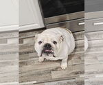 Small #1 Bulldog