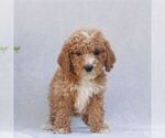 Small #2 Goldendoodle (Miniature)