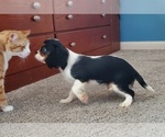 Puppy 1 Cavalier King Charles Spaniel