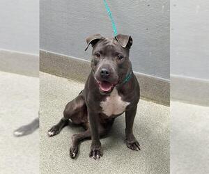 Mutt Dogs for adoption in Las Vegas, NV, USA