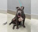 PRIETA - Female Mutt Dog for Adoption - Small photo