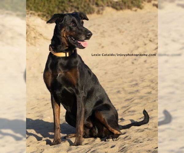 Medium Photo #2 Doberman Pinscher-Labrador Retriever Mix Puppy For Sale in Ventura, CA, USA