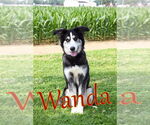 Small #2 Huskies  Mix