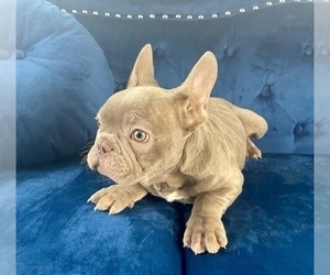 French Bulldog Puppy for sale in SAN FRANCISCO, CA, USA