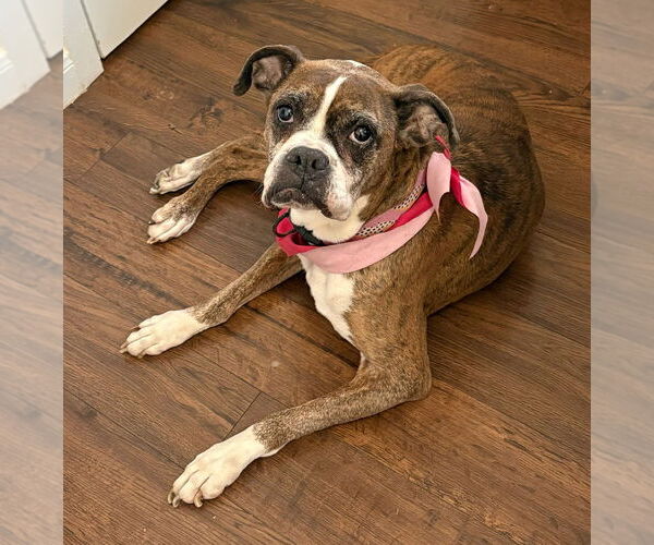 Medium Photo #4 Boxer Puppy For Sale in Austin, TX, USA