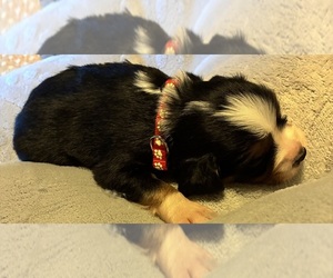 Aussalier Puppy for sale in PICAYUNE, MS, USA
