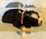 Small Aussalier