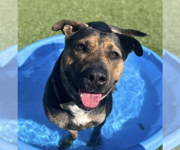 Medium Photo #3 Mutt Puppy For Sale in Mount Laurel, NJ, USA