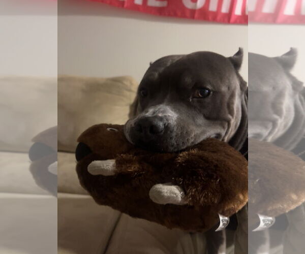 Medium Photo #11 American Pit Bull Terrier-Unknown Mix Puppy For Sale in Princeton, MN, USA