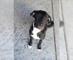 Small American Pit Bull Terrier Mix