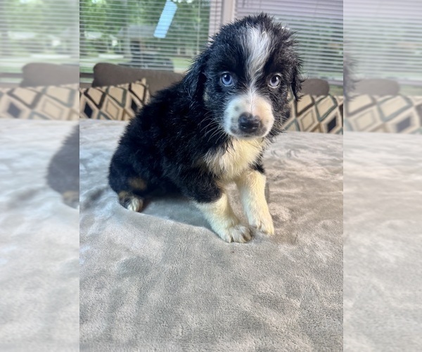 Medium Photo #43 Australian Shepherd Puppy For Sale in SALISBURY, NC, USA