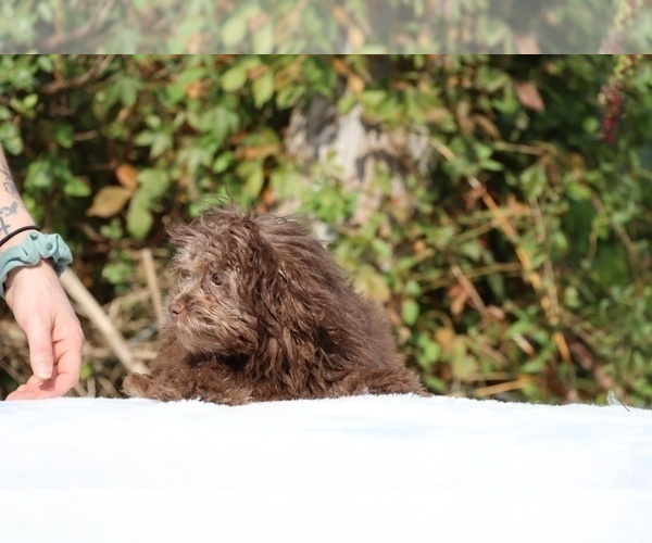 Medium Photo #41 ShihPoo Puppy For Sale in DYERSBURG, TN, USA