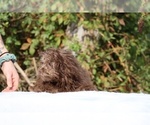 Small #40 ShihPoo