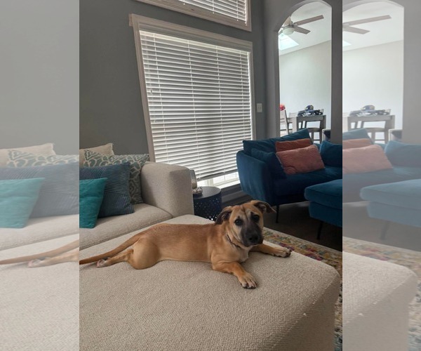 Medium Photo #5 Mutt Puppy For Sale in Derwood, MD, USA