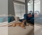 Small #4 Mutt