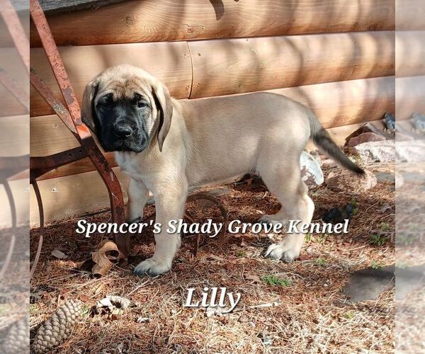 Medium Photo #1 Mastiff Puppy For Sale in CABOOL, MO, USA