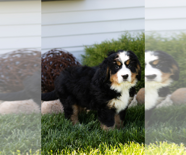 Medium Photo #4 Bernese Mountain Dog Puppy For Sale in TOPEKA, IN, USA