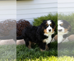 Small #3 Bernese Mountain Dog