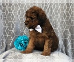 Small Photo #7 Aussiedoodle Puppy For Sale in LAKELAND, FL, USA