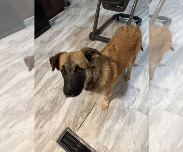 Medium Photo #3 Mutt Puppy For Sale in Fenton, MO, USA