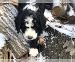 Small Photo #22 Aussiedoodle-Poodle (Standard) Mix Puppy For Sale in COMMERCE, MI, USA