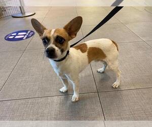 Chihuahua Dogs for adoption in Rancho Cucamonga, CA, USA